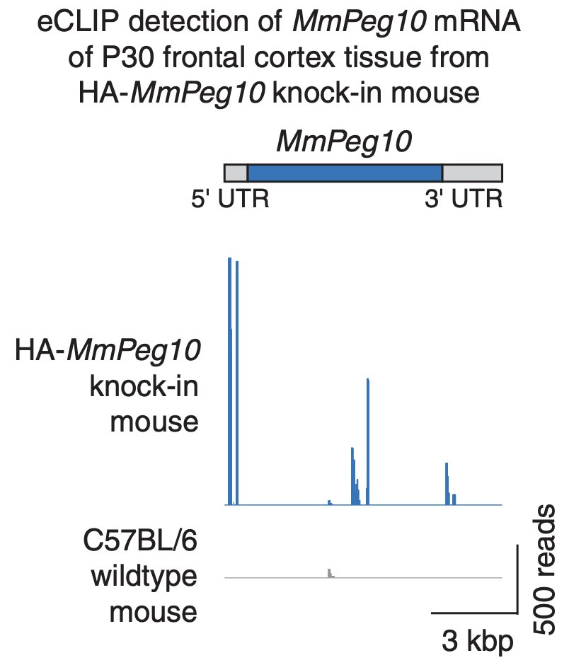 Feng Zhang on Twitter "4/ We focused on PEG10 because it self