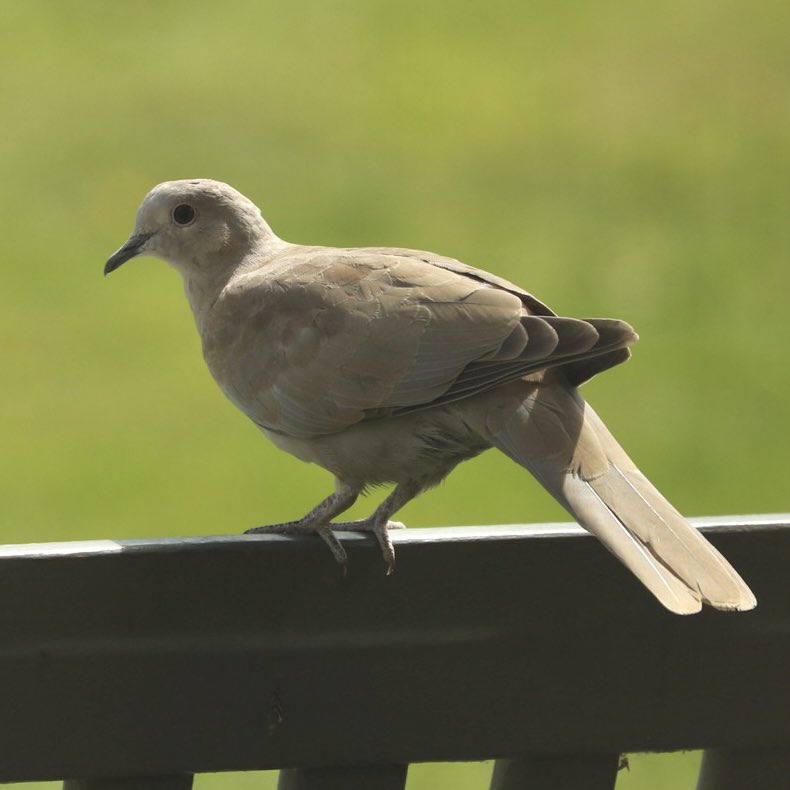 Amanda_Fallan's tweet photo. After the inexplicable success of teenage Wood Pigeons, comes an adolescent (un)Collared Dove 🐦 https://t.co/mwg2QvLC5y