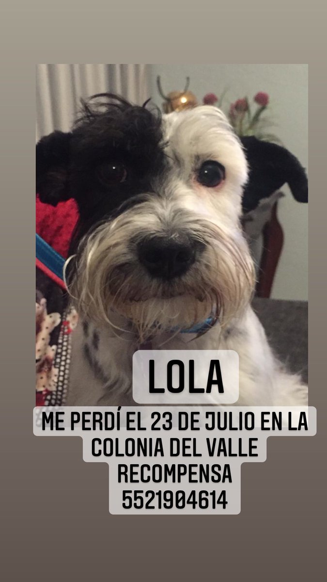 Veronica Escobedo (@veronicaem1502) on Twitter photo Porfavor ayúdala a regresar a su casa #buscandoaLola <a href="/marthapauescob2/">marthapauescobedo@gmail.com</a> @CaninaAmber <a href="/PerdiDogsMx/">PerdiDogsMx</a> <a href="/lawera33/">Perros Encontrados sin su dueño</a> <a href="/col_letranvalle/">Col_LetránValle</a> <a href="/vecinosnarvarte/">Vecinos por Narvarte</a> <a href="/TlalpanVecinos/">Tlalpan Vecinos</a> <a href="/Viaducto_Piedad/">Viaducto Piedad</a> <a href="/Alc_Iztapalapa/">Alcaldía Iztapalapa</a> <a href="/MascotaCoyoacan/">Mascotas Coyoacán 🐾</a> @ClinicKneK <a href="/ColDelValleBJ/">Colonia Del Valle, Benito Juarez, #CDMX</a> <a href="/ColIndependenc1/">Col. Independencia ABJ</a> <a href="/Formula2Condesa/">ColoniaCondesa</a> Porfavor ayúdala a regresar a su casa #buscandoaLola <a href="/marthapauescob2/">marthapauescobedo@gmail.com</a> @CaninaAmber <a href="/PerdiDogsMx/">PerdiDogsMx</a> <a href="/lawera33/">Perros Encontrados sin su dueño</a> <a href="/col_letranvalle/">Col_LetránValle</a> <a href="/vecinosnarvarte/">Vecinos por Narvarte</a> <a href="/TlalpanVecinos/">Tlalpan Vecinos</a> <a href="/Viaducto_Piedad/">Viaducto Piedad</a> <a href="/Alc_Iztapalapa/">Alcaldía Iztapalapa</a> <a href="/MascotaCoyoacan/">Mascotas Coyoacán 🐾</a> @ClinicKneK <a href="/ColDelValleBJ/">Colonia Del Valle, Benito Juarez, #CDMX</a> <a href="/ColIndependenc1/">Col. Independencia ABJ</a> <a href="/Formula2Condesa/">ColoniaCondesa</a>