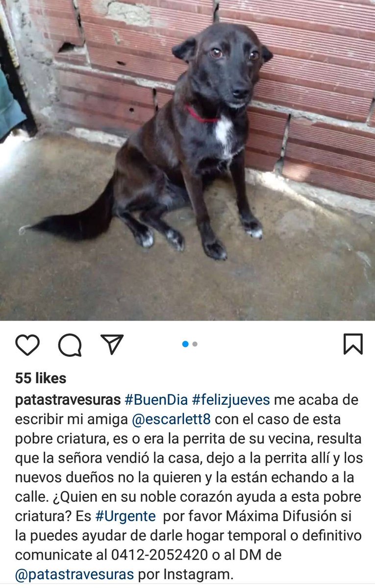PerroUsuario's tweet photo. Esta pequeña necesita un hogar #URGENTE Catia #Caracas. https://t.co/LkcHz0DVtS