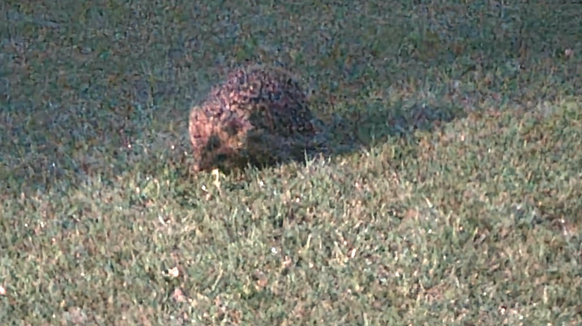 Hollypanfur's tweet image. I had a friend doing his own #Hedgewatch last night. He was a fast little thing. I am hoping he comes again tonight. #hedgehogsoftwitter 🦔💕🐾