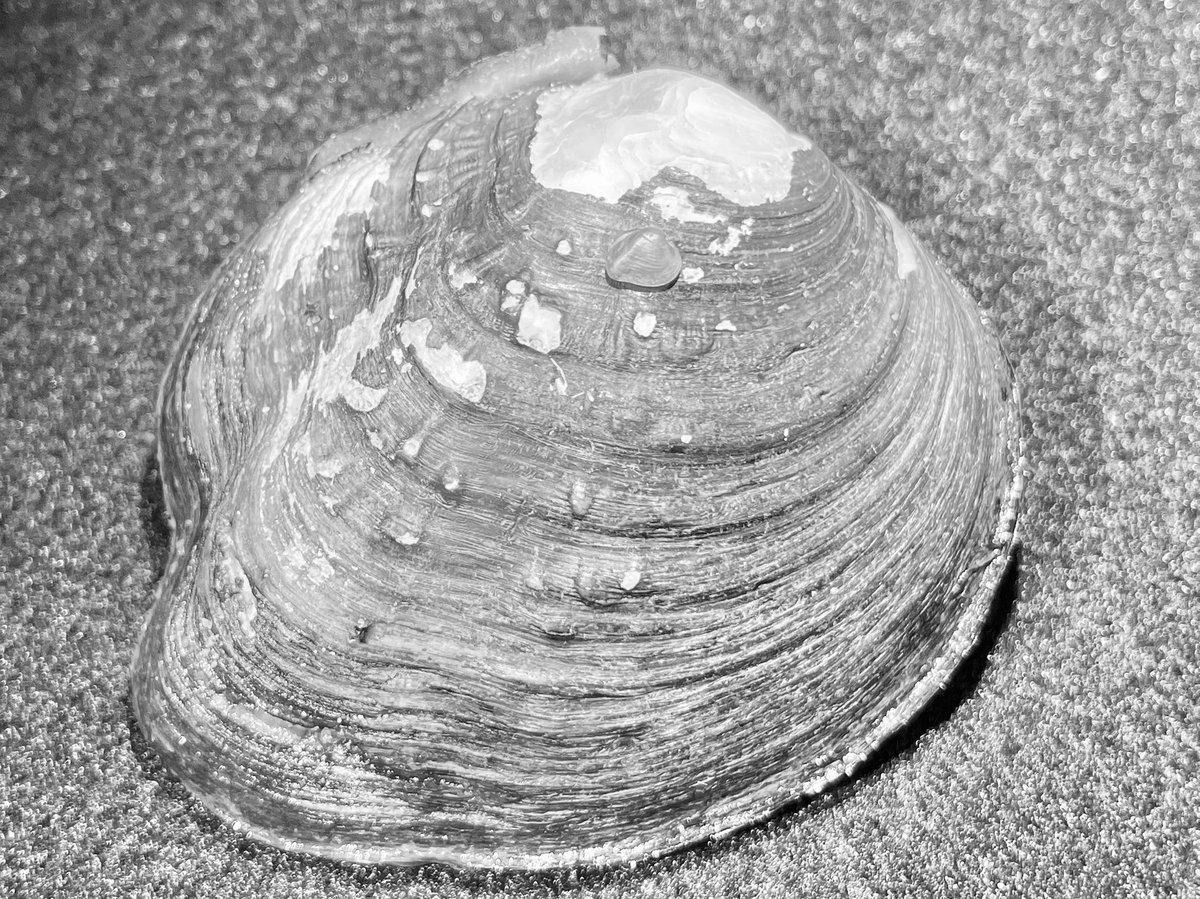 TimLane13's tweet image. Newborn photo shoot for Momma Appalachian Monkeyface! #aww #baby #freshwatermussel #endangeredspecies #VDWR_AWCC #putusbackinthewater