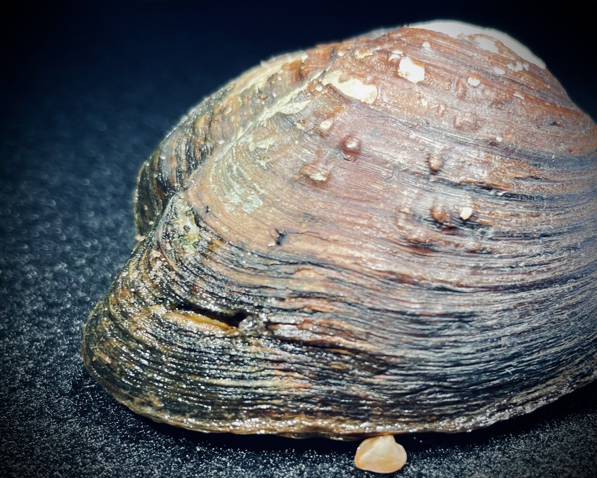 TimLane13's tweet image. Newborn photo shoot for Momma Appalachian Monkeyface! #aww #baby #freshwatermussel #endangeredspecies #VDWR_AWCC #putusbackinthewater