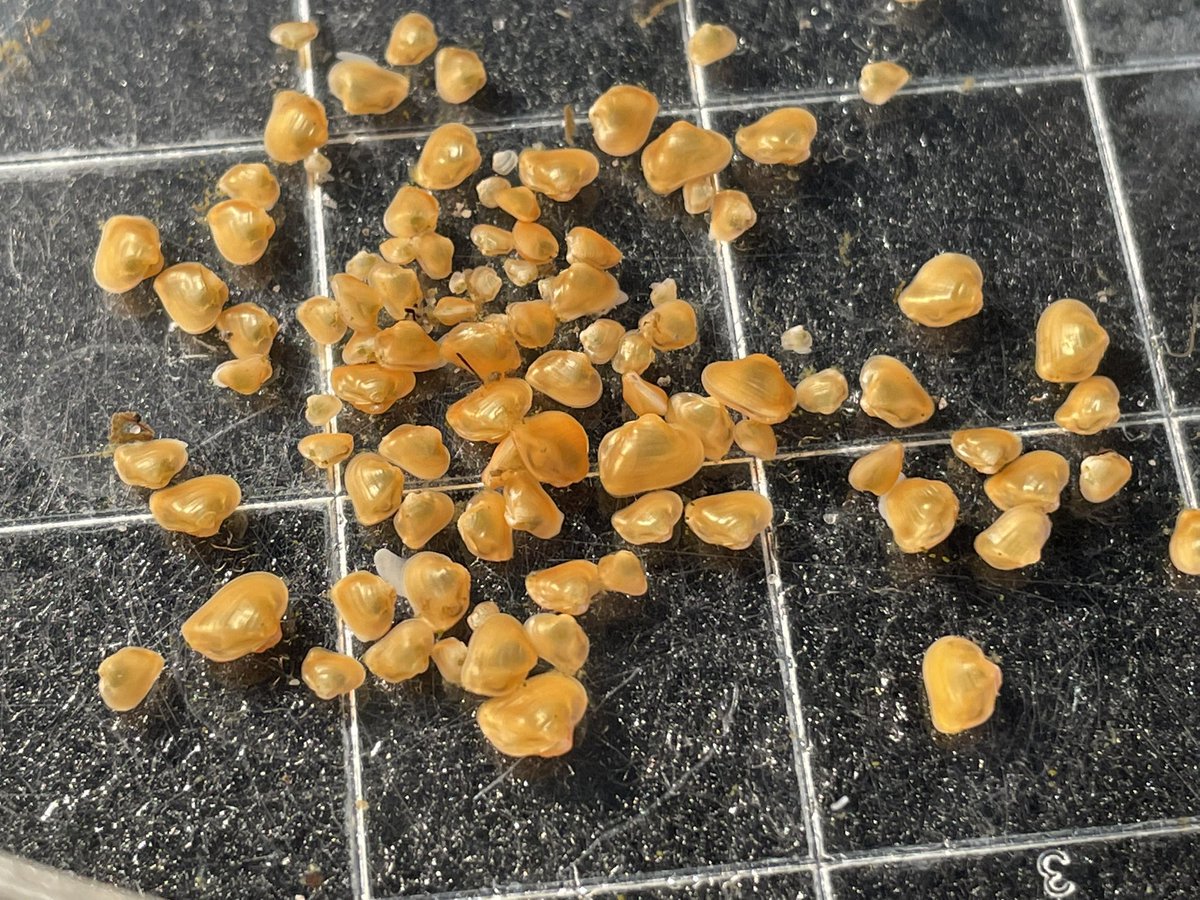 TimLane13's tweet image. Newborn photo shoot for Momma Appalachian Monkeyface! #aww #baby #freshwatermussel #endangeredspecies #VDWR_AWCC #putusbackinthewater