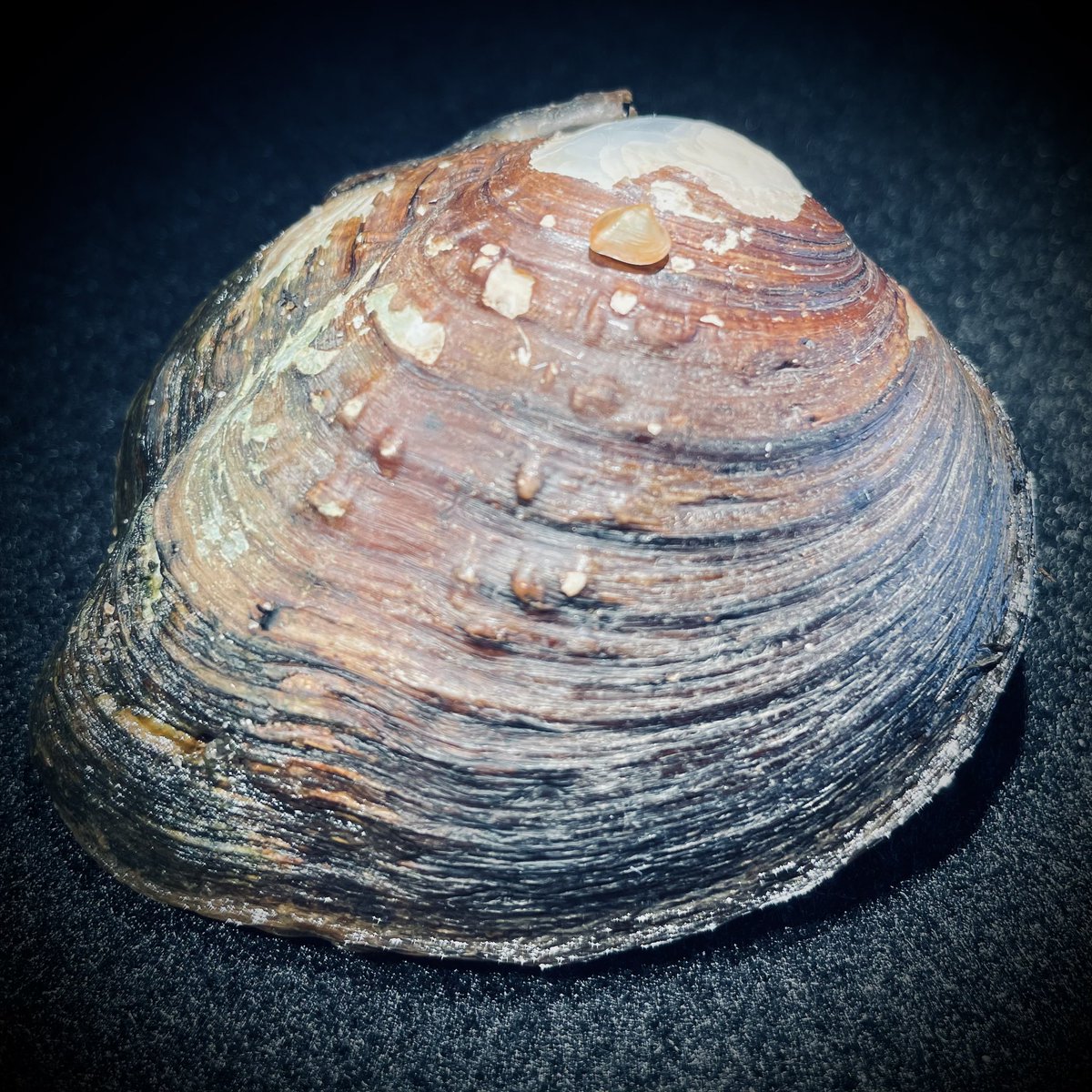 TimLane13's tweet image. Newborn photo shoot for Momma Appalachian Monkeyface! #aww #baby #freshwatermussel #endangeredspecies #VDWR_AWCC #putusbackinthewater