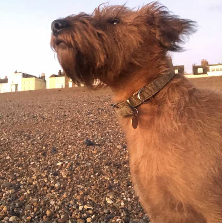 CharlieH tweet media