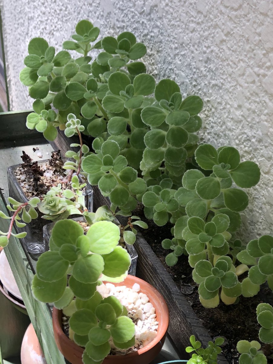 アロマティカス