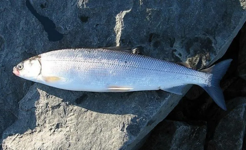 Байкальская рыба омуль. Сиг муксун. Омуль – coregonus autumnalis. Муксун - coregonus muksun. Омуль байкальский горячего копчения.