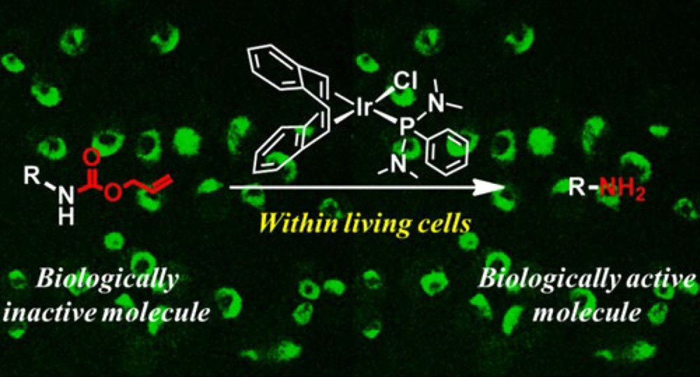 Inorganic Chemistry (@inorgchem) on Twitter photo From <a href="/InorgChem/">Inorganic Chemistry</a>Â bioorthogonal catalysis using an organoiridium complex for the generation of diagnostic + therapeutic agents upon the activation of a profluorophore and prodrug within living cancer cells. By <a href="/sasmal_pijus/">Pijus Kumar Sasmal</a>Â <a href="/ajaygt18/">AJAY GUPTA</a>Â <a href="/MeharwalNeelu/">Neelu Singh</a>Â et al fal.cn/3hzw3 From <a href="/InorgChem/">Inorganic Chemistry</a>Â bioorthogonal catalysis using an organoiridium complex for the generation of diagnostic + therapeutic agents upon the activation of a profluorophore and prodrug within living cancer cells. By <a href="/sasmal_pijus/">Pijus Kumar Sasmal</a>Â <a href="/ajaygt18/">AJAY GUPTA</a>Â <a href="/MeharwalNeelu/">Neelu Singh</a>Â et al fal.cn/3hzw3