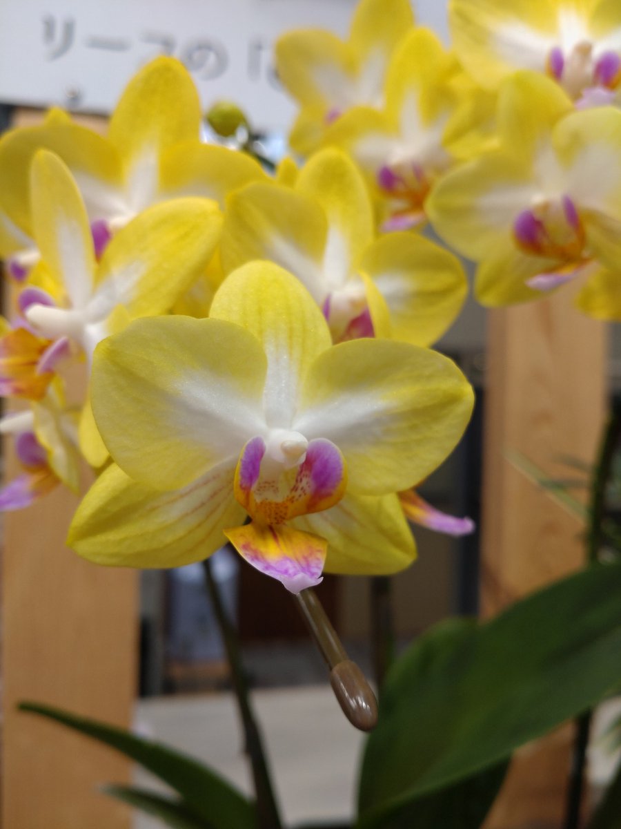 カラー胡蝶蘭 スマイル Ishikawa1148 Twitter