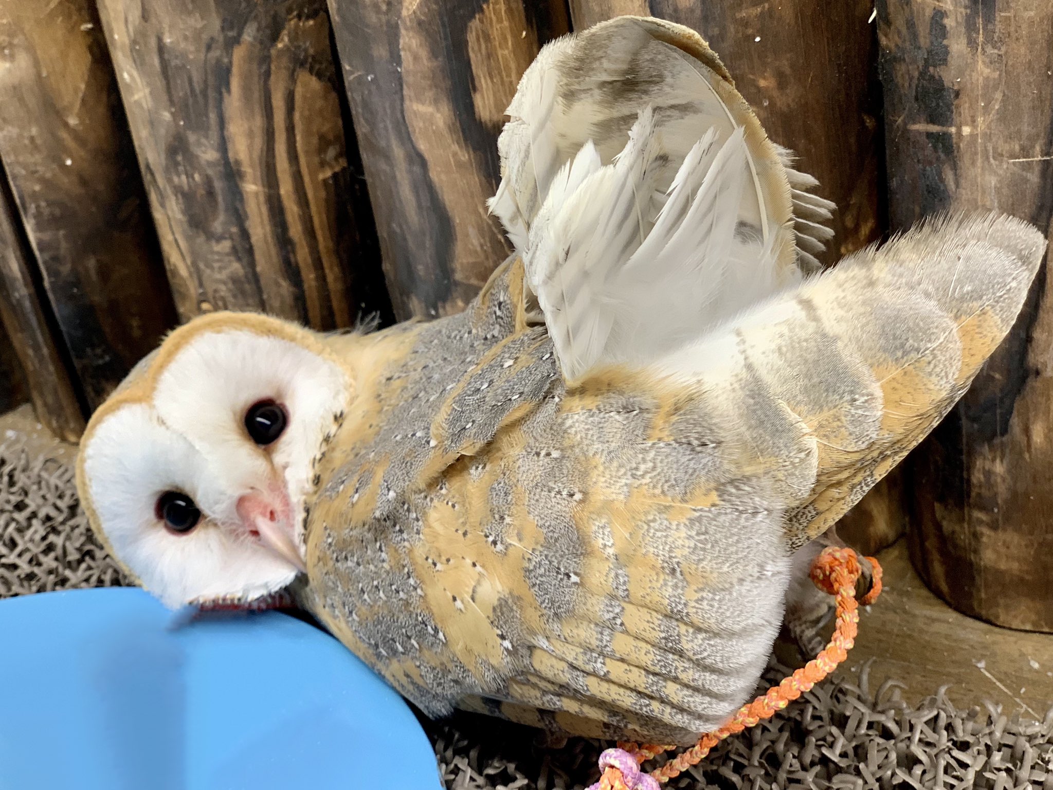 鳥のいるカフェ谷中本店 この可愛いさは なんて表現したらいいんだろう メンフクロウ かわいすぎる T Co Yythmikk0z Twitter