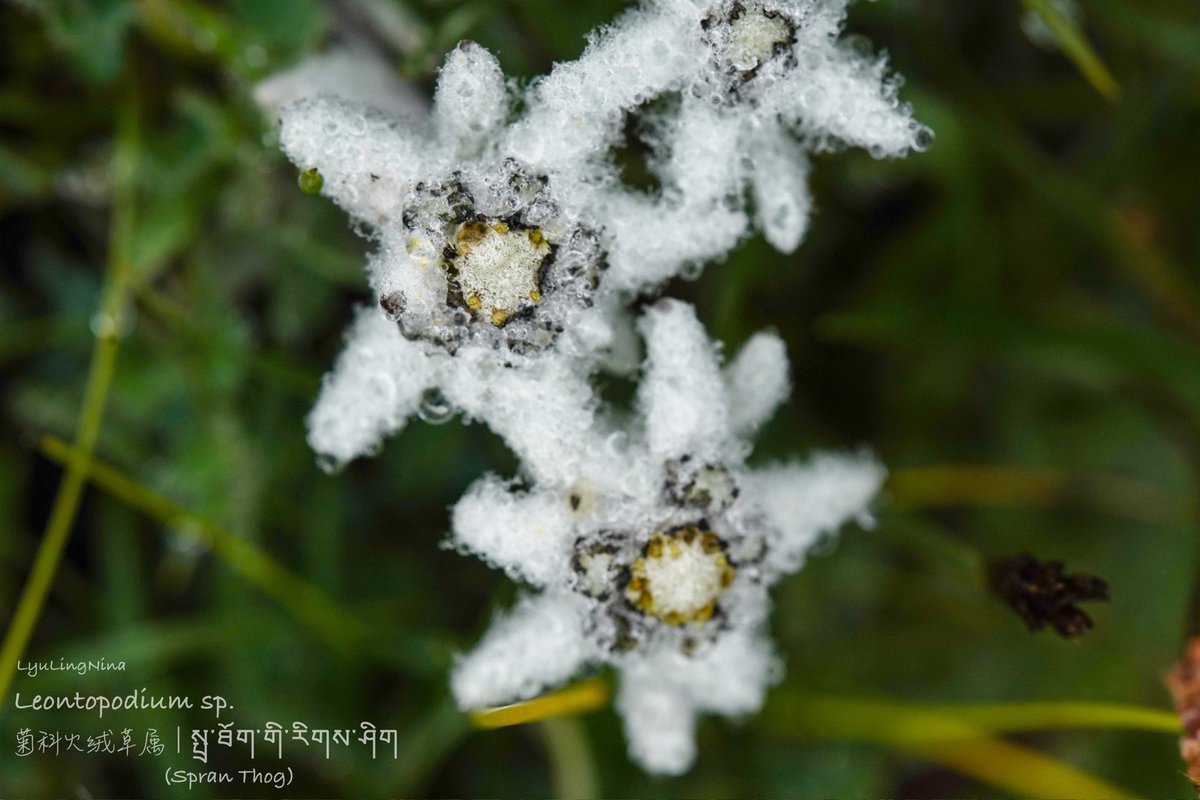 LyuLing1's tweet photo. Leontopodium sp.
火绒草属｜སྤྲ་ཐོག་གི་རིགས་ཤིག

སྤྲ་ཐོག means Leontopodium
གི་ marks the former noun as the possessor of the latter noun
རིགས་ཤིག means a specific kind of something 

(Just learnt how to refer to “Balabala sp.” in Tibetan 🤣) https://t.co/o3VD37wmRX