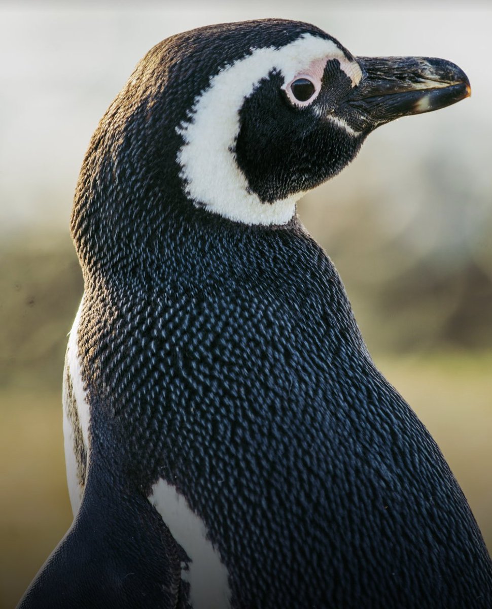 Google Chile tweet media