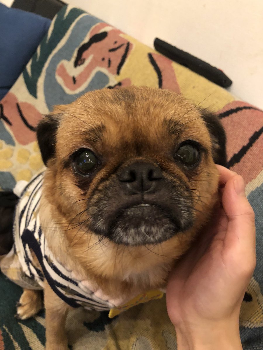 Kechiburi0307's tweet image. どこで迎えても命の大切さは全く変わらないし生涯その子を大切に育てることの方がよっぽど大事だし、保護犬を迎えたいけどなかなか出会いがなく諦めてペットショップで迎えるという話もよく聞くけど、これ以上ひどい繁殖が行われないよう保護犬を迎える選択をできるだけとってほしいとわたしは思う。
