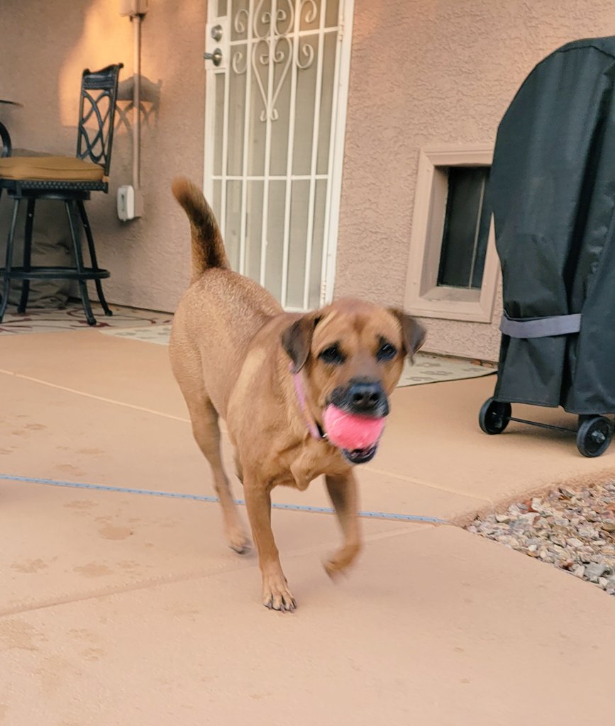 rubys_mom's tweet photo. Good morning Furr Frenz, Momz playing ball with me before work! ☺ it's fun but she keeps throwing it in the pool!! The sharpei in me no likes pool!!! 🤨 I'm holding 2nd place strong. 😁 keep voting Frenz, paw high fives!
https://t.co/vEziJmwY3H
#DogsofTwittter
#sharpeagle https://t.co/mxaZGQySP7