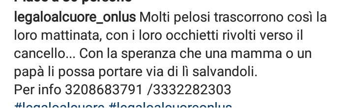 Qua la Zampa tweet media