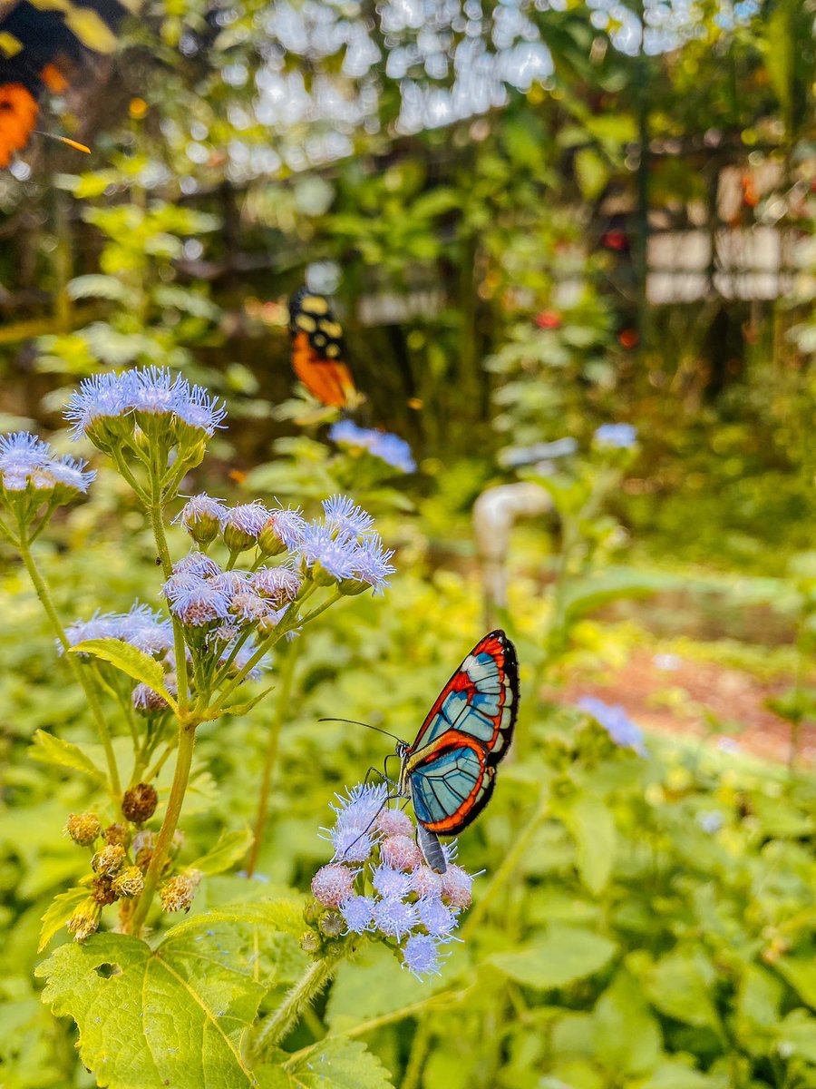 sicostatrips's tweet photo. Family time here in Costa Rica! When your ready for a vacation  let us know. Pura vida!!!!
🌐 https://t.co/gwiZPBk9C9 
.
#travelphotography #Waterfall #CostaRica #familyvacation #ExperienceAmazing #culture #NaturePhotography #butterflies #River #beautifulplace https://t.co/H9kzT4q6fA