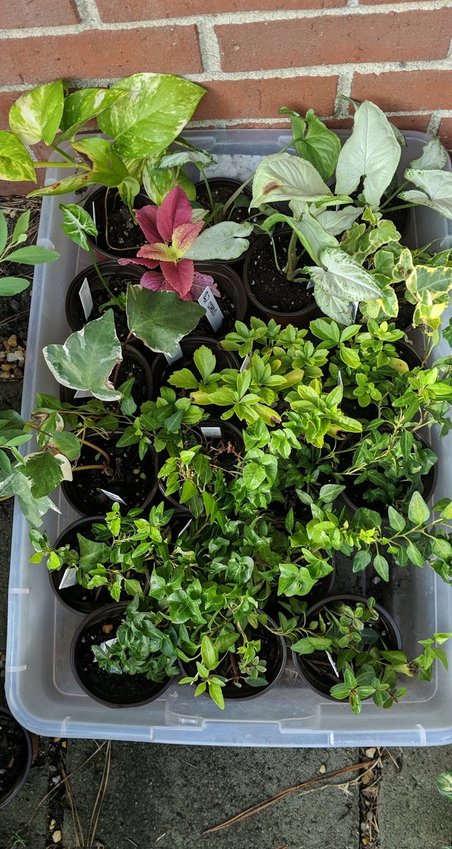 ltsMacie's tweet photo. Look at me being a gardener and shit 🥰😍 https://t.co/kj4MbyCWuz