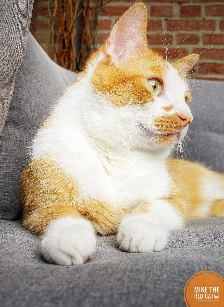 Moest van vrouwtje weer op de foto😻
Volgen jullie Mij en Nala ook op insta ? Niet kijk dan even hier en volg onze avonturen 😻😻

instagram.com/miketheredcat