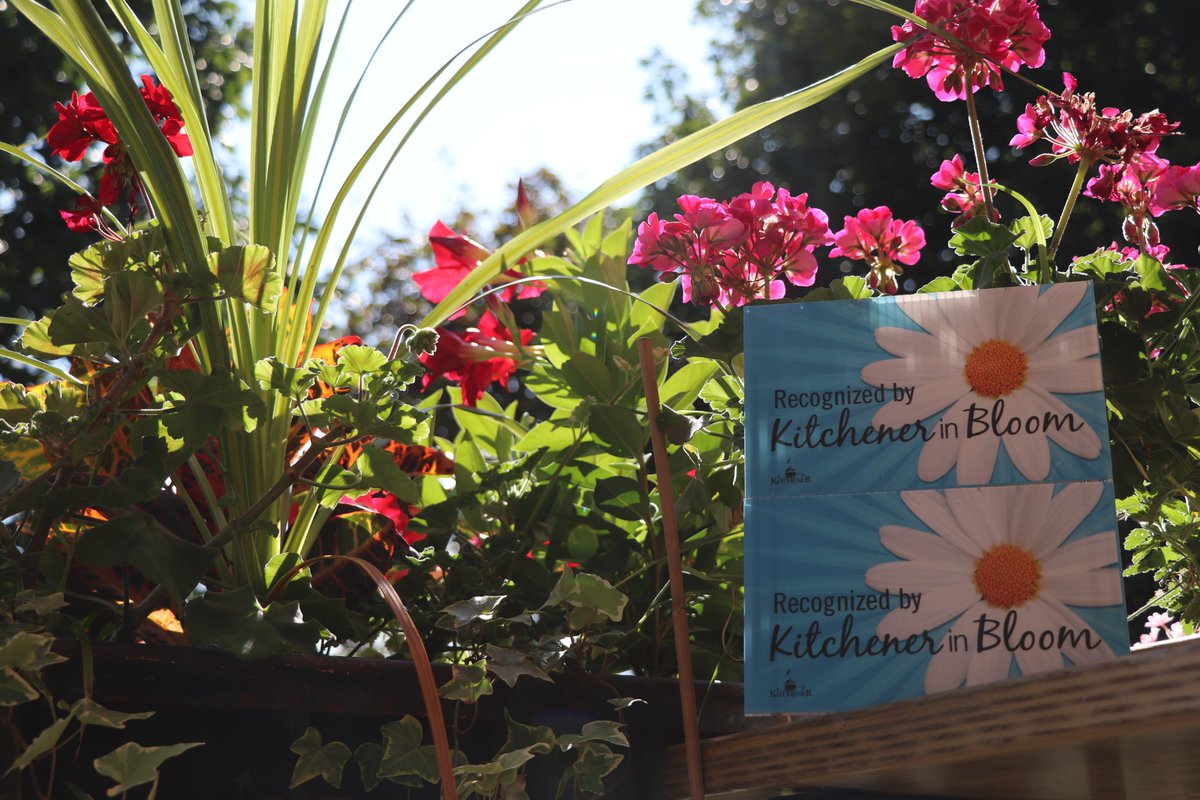 ElyssePoetis's tweet photo. My Flowers © photo by Elysse #ElyssePoetis #MEmrich #Author #Poet #Photographer #LoveNature #LoveFlowers #LoveCreatingBeauty #BeautifulDisplays #MyFlowers #Flowers #BeautifulCity #Nature #Care #Joy #Creativity #KitchenerInBloom #Nominated #KW #WaterlooRegion #Ontario #Canada https://t.co/6XeM0gexGI