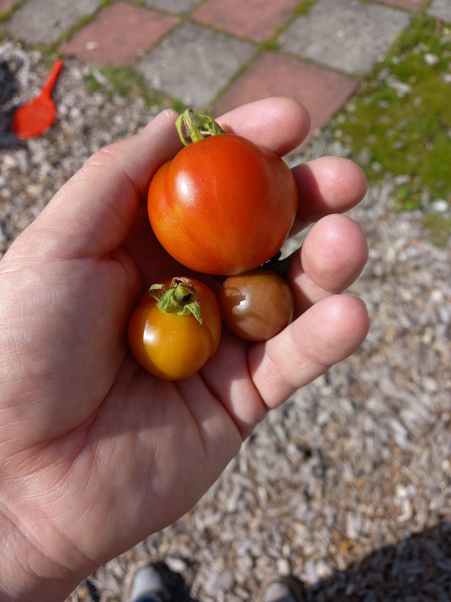 Vic Phillips tweet media