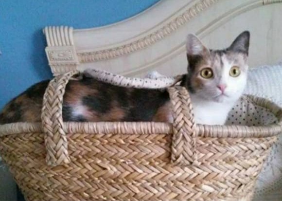 🆘 #Mijas #Málaga #PERDIDA #Ayuda MÁXIMA DIFUSIÓN 🙏🏻🆘 #MAYA se ha perdido en la c/Rio Odiel en Mijas. Sin chip, castrada, es muy asustadiza. Si la ves por favor contacta con su familia. Están desesperados 💔 670858117 628556397 @Silviaromera1 <a href="/noanoita3/">noa_noita😘😍💞👨‍👩‍👧‍👦🌸💫🦔🐈🐩🐕</a> <a href="/blau_division/">NS-Fascista-Falange</a> <a href="/Kgarai1/">Don Gato</a>