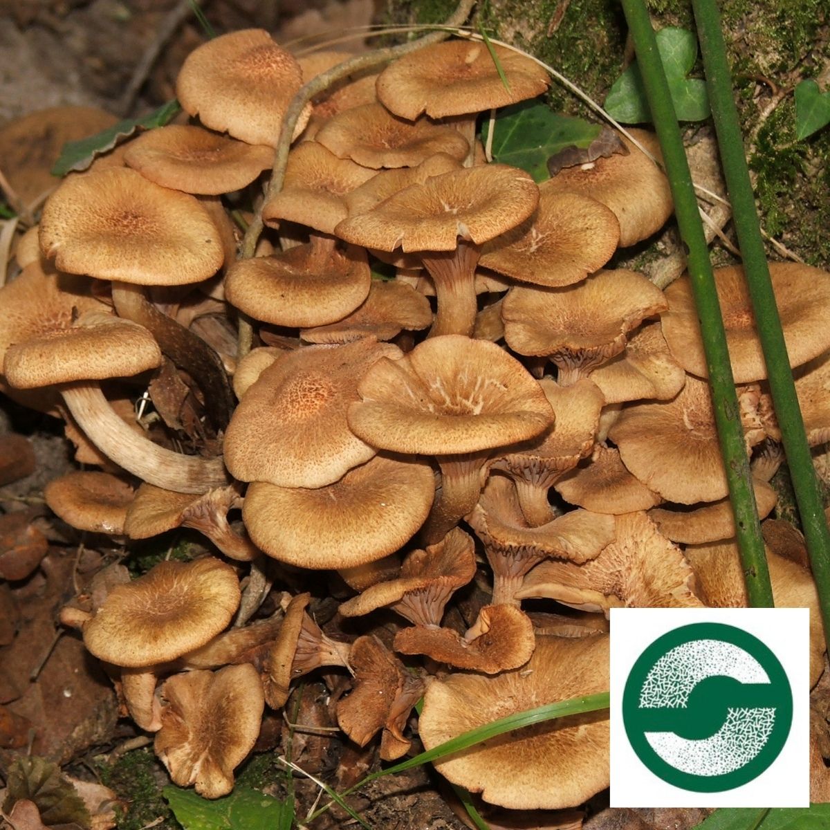 SemperaOrganics's tweet image. Armillaria #tabescens is a species of fungus in the family #Physalacriaceae. It is a plant pathogen. The mycelium of the fungus is bioluminescent. The species can be cooked and eaten, even being regarded as a choice. It increases the secretion of bile! #functionalmushroom