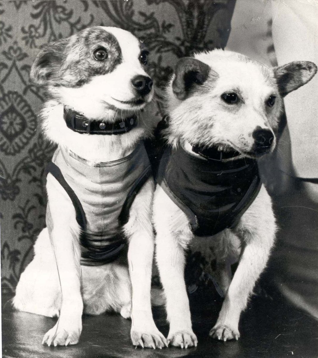 On this day in 1960, Soviet space dogs Belka and Strelka travelled into space aboard Korabl'-Sputnik 2 and completed 17 orbits of Earth. Unlike the more famous Laika, Belka and Strelka returned to Earth safely, making them the first creatures to go to space and come back alive.