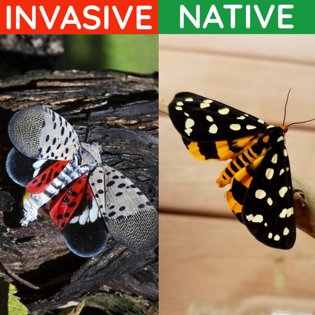 WAinvasives's tweet photo. Spotted Lanternfly is easy to identify due to its unique spots and bright coloration. This insect will prey upon hundreds of species of plants but prefers the invasive Tree-of-heaven to lay eggs and complete its lifecycle. When in doubt, report it! #AugustTreeCheckMonth https://t.co/hpuWMo4ng5