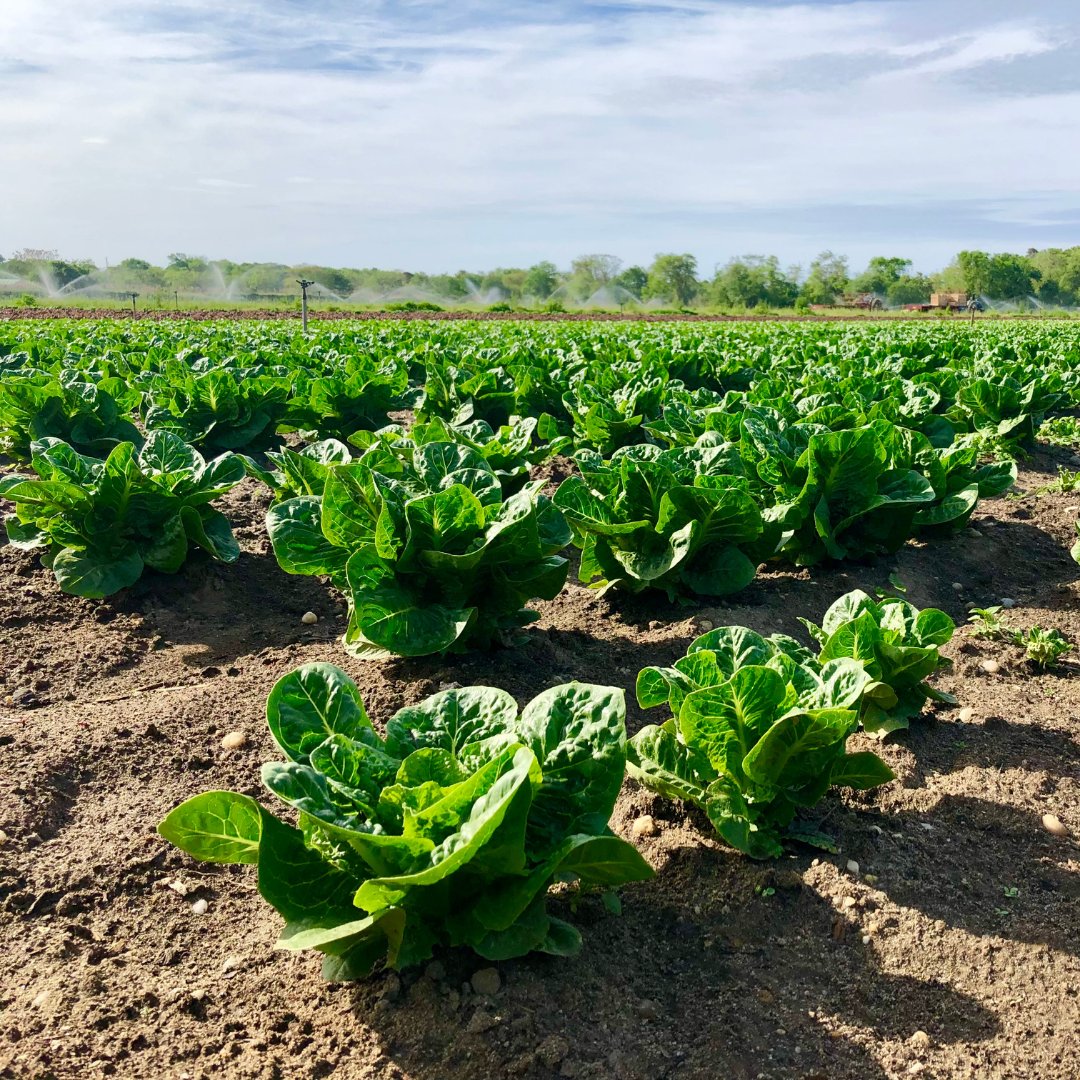 Island Harvest on Twitter "We're so incredibly thankful to be able to