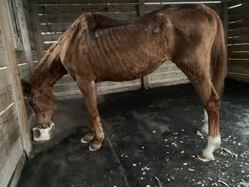 A Horse's Hero: Rescues speak out, ASO investigates