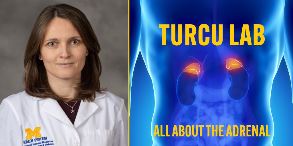 Dr. @adina_turcu, Division of Metabolism, Endocrinology & Diabetes @EndocrinologyM, leads a translational research program with the goal of developing improved ways to diagnose & treat patients with #AdrenalDisorders. Check out her lab site to learn more: turcu.lab.medicine.umich.edu/home