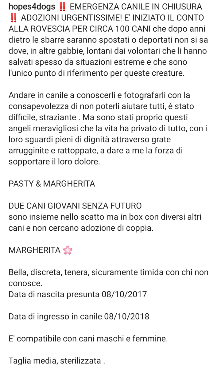 Qua la Zampa tweet media