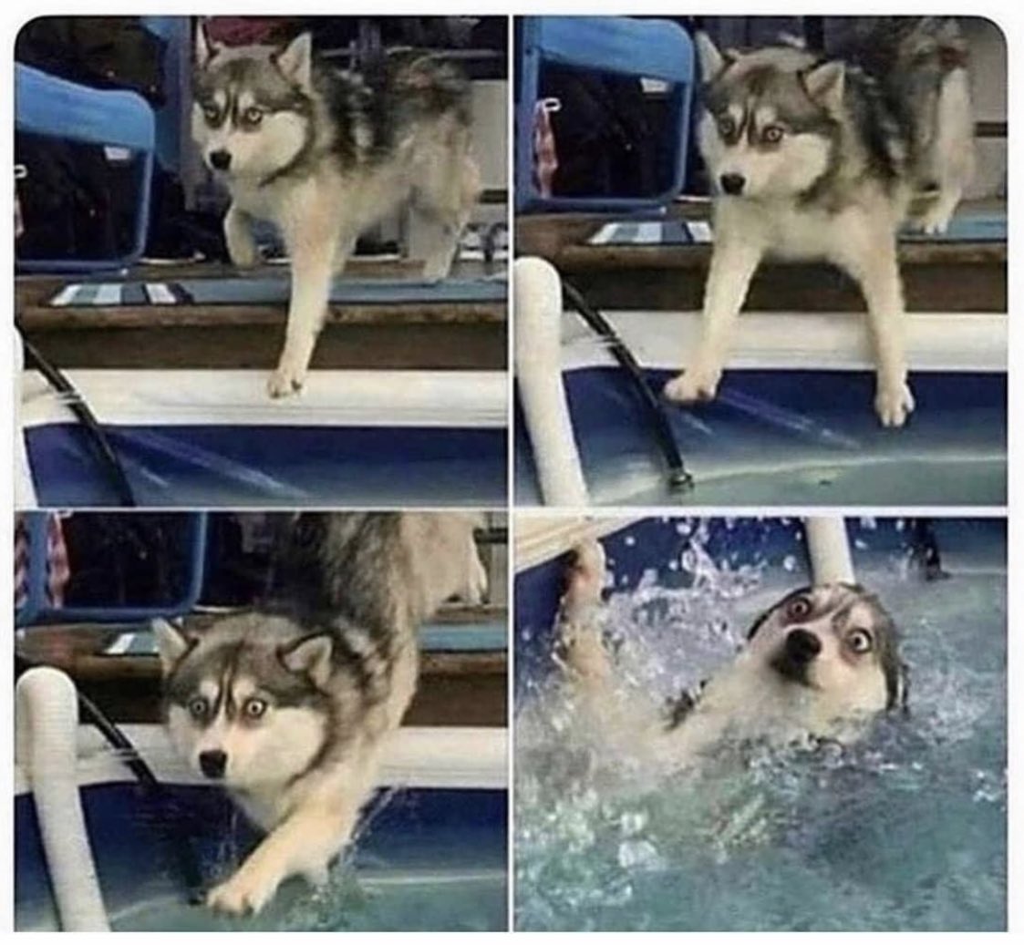 OpenAcademics's tweet photo. Unique pictures capturing the process from applying to grad school and actually doing the research😂 #AcademicTwitter https://t.co/TItT9sTR1D