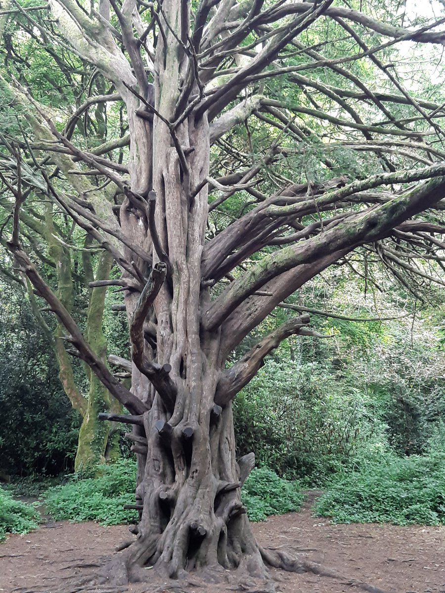 BevHunt72's tweet photo. So have completed #Walk4 of 55 for #OneMedicine @HumanimalTrust which took in the SW coastpath and woodland...it took me 4 hours (with photo and pit stops 😊) was 12,000 steps and 5.5 miles long. I think I developed a love for trees along the way...
https://t.co/9UUUGXoP5Q https://t.co/1KkRyMq188