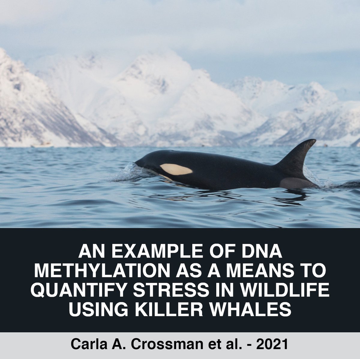 Bee Human 🐝 tweet media