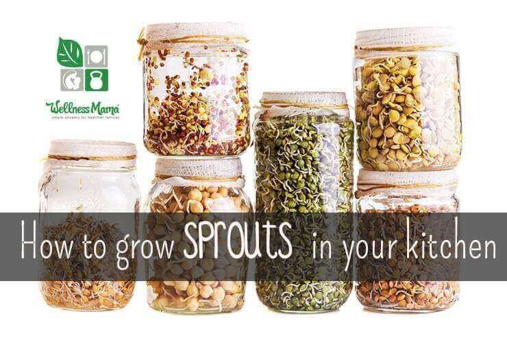 WellnessMama's tweet photo. Sprouts are incredibly nutritious and inexpensive, and take only a few days to grow.
If you’ve never tried to grow sprouts at home, you are missing out on an easy way to have fresh food year round.
https://t.co/U5zvDseSou
#sprouts #naturalhome #growingsprouts #healthylifestyle https://t.co/3NKKZxKzCV