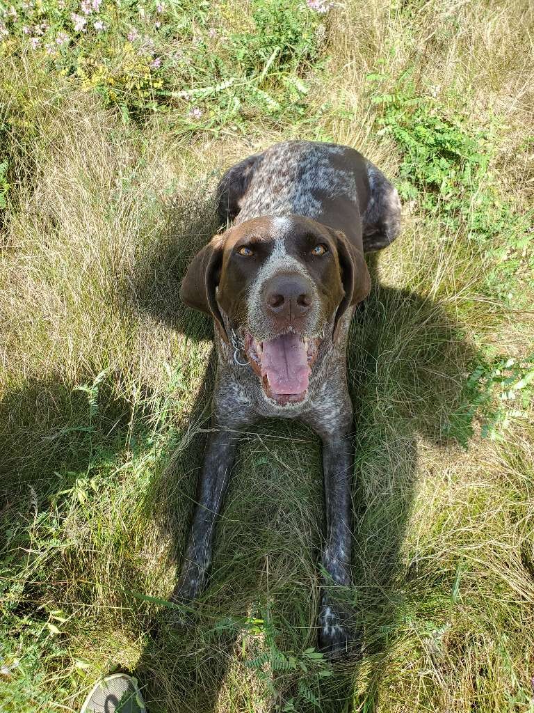 Complete K9 Inc. tweet media