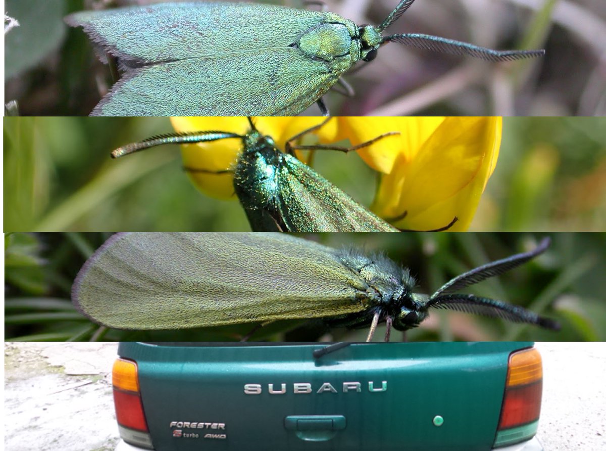 Why the English names of species should always be capitalised. More detail on last week's tweet of why I and so many are frustrated at this. The resistance starts here. If you feel passionately about this, please share and/or get in touch. tinyurl.com/55yusmse