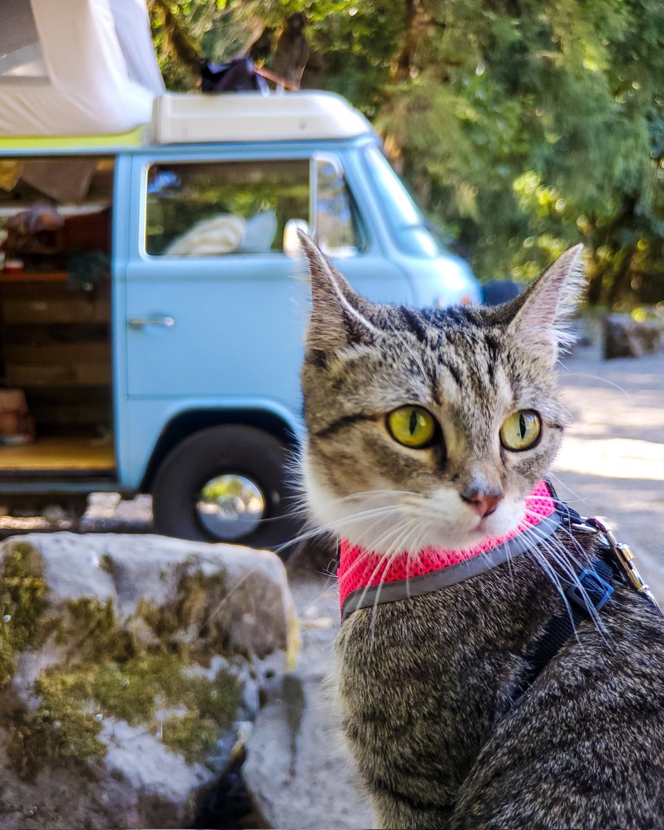 Schmit_the_bear's tweet photo. #WildandSchmit #Gemütlichkeit #exploretogether #keepitwild #homeonwheels #vwbus #vanlifecamper #volkswagen #vanlifers #volkswagenvan #vintagevw   #camperconversion #thisisvanlifeing #classicvw #roamtheplanet #liveadventure  #nomadiclifestyle #tinyhouseonwheels #vanlifecat https://t.co/KmAX0mqMbs