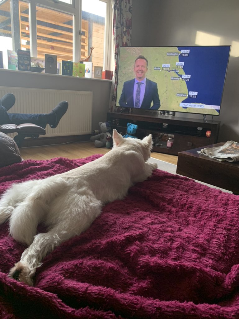 RaspberryGiggle's tweet image. Dogsitting our nephew, Jock. He’s loving the weather forecast! @Hudsonweather @peter_levy @katylou78