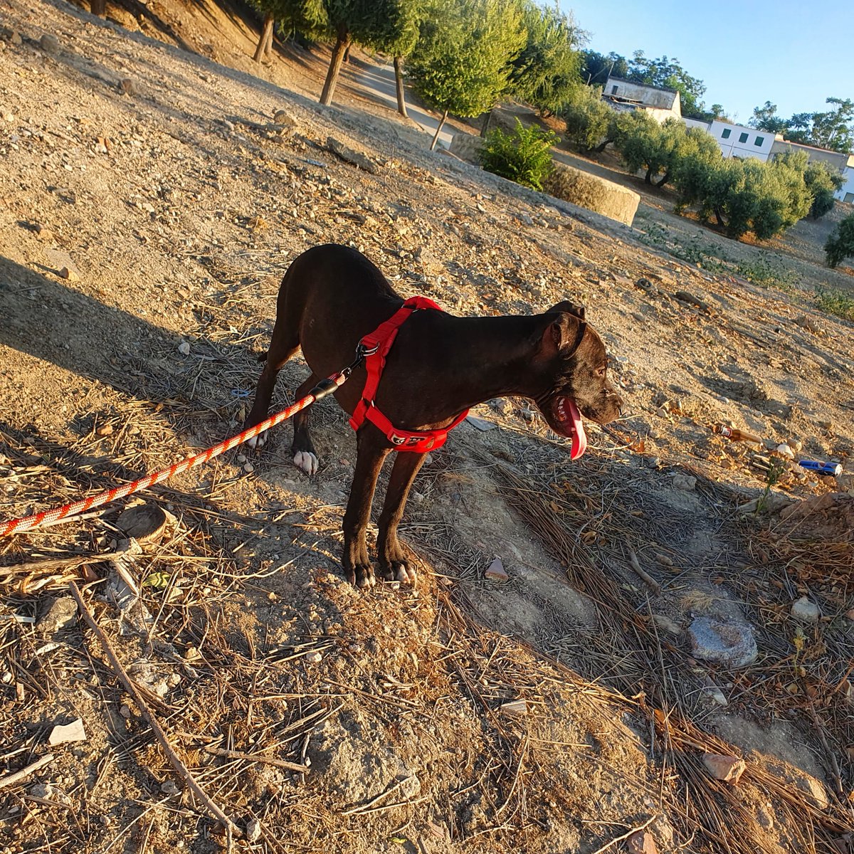 Demasiado estaba durando la “tranquilidad” estábamos verdaderamente sorprendidos llevábamos unos días sin recibir avisos de animales abandonados , y es cierto que nos venía genial con estas calores el refugio está alcanzando los 50 grados y no creemos que sea el mejor lugar