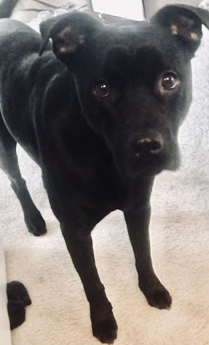 RobertDownen_'s tweet image. More pics just cause (with stick for scale)