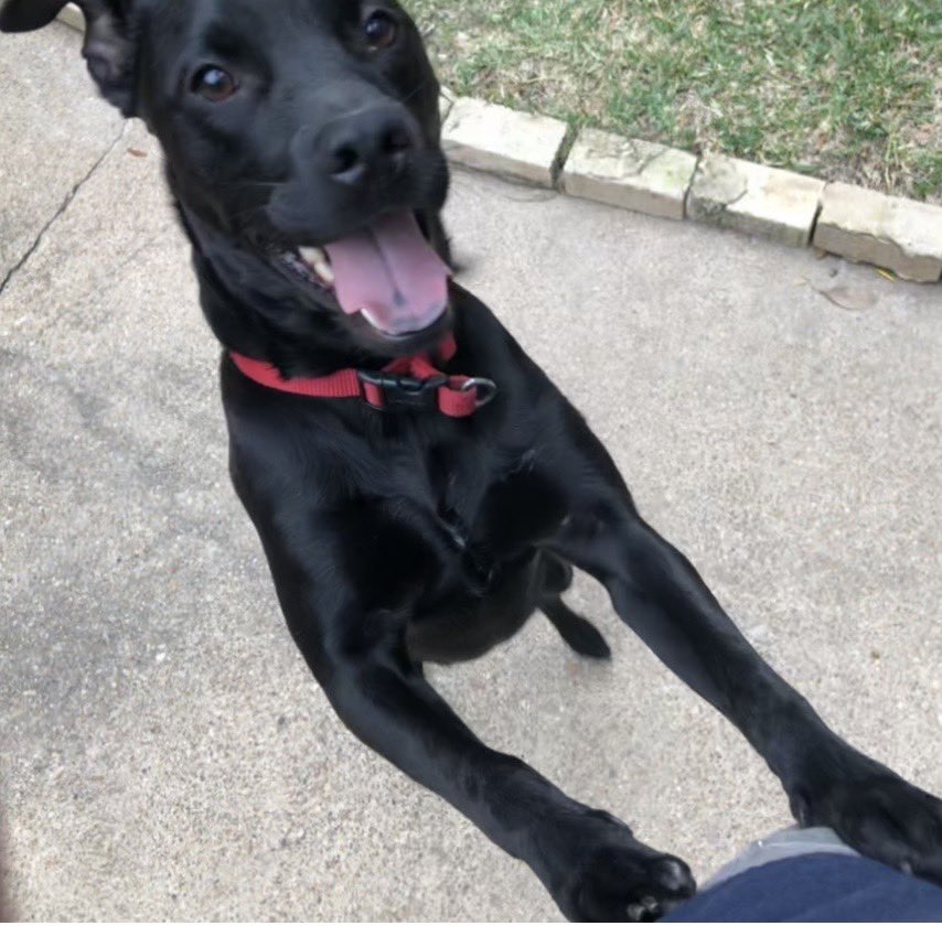 RobertDownen_'s tweet image. More pics just cause (with stick for scale)