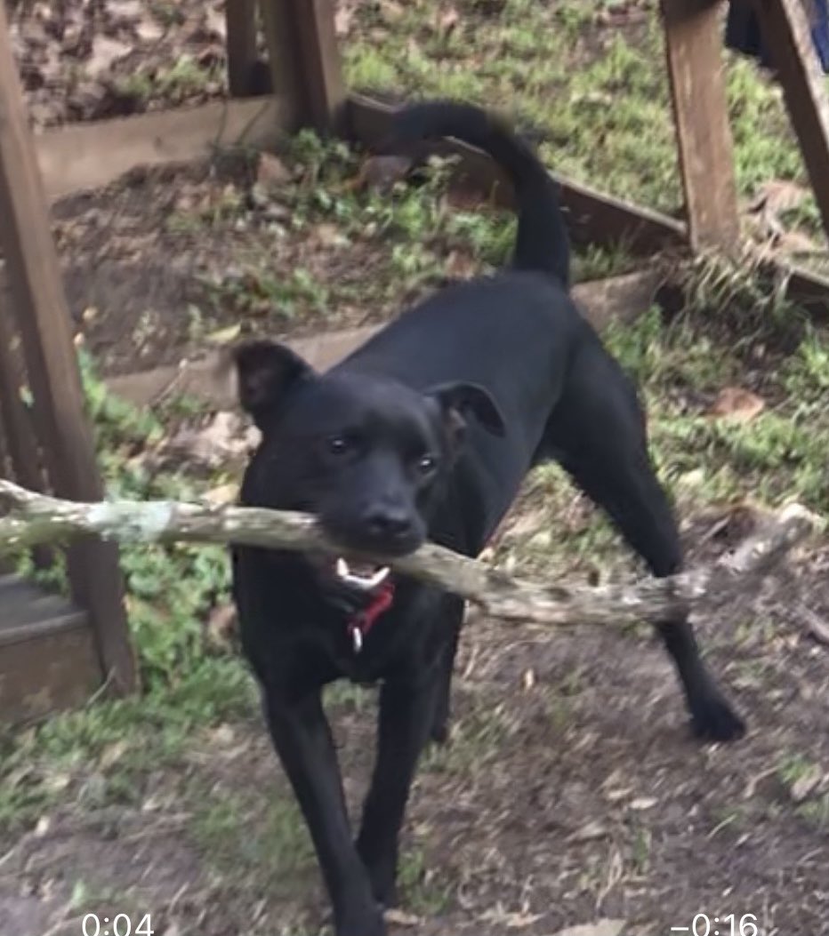 RobertDownen_'s tweet image. More pics just cause (with stick for scale)