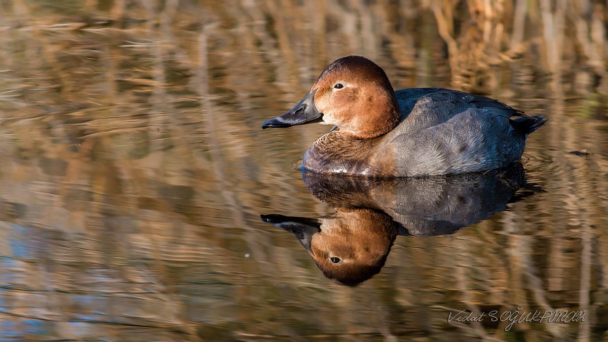 kuzeyormanlari's tweet image. - Yeşilbaş, bozördek, fiyu, çamurcun, macar ördeği, tepeli patka, elmabaş patka (nesli tükenme tehdidi altında), kaşıkgaga 6 adet

Yani sadece 1 avcının 1 günde toplam 86 adet kuş öldürmesine izin verildi. Bu ülkede onbinlerce avcı var.

#AvCinayettir ve yaban katliamıdır.