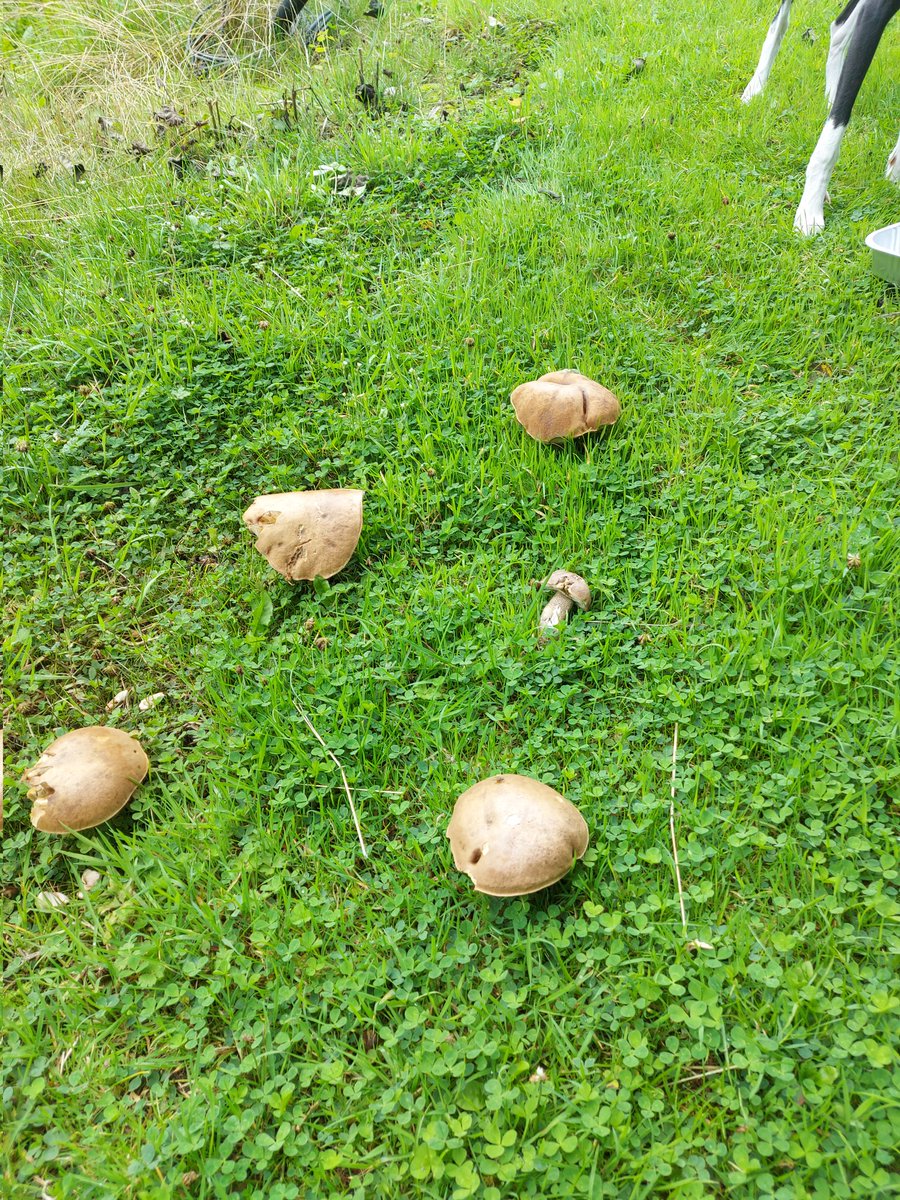 Result a few ceps for the dinner
