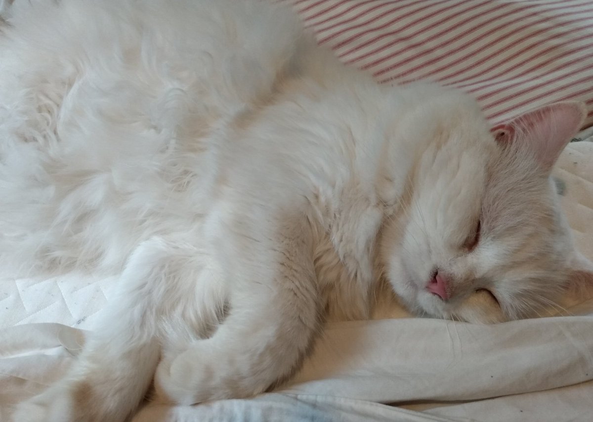 hand_to_eye's tweet photo. I wish I could bottle this feeling. #cats #CatsofTwittter #notaworry #TeamPhineas https://t.co/NxT9VZ2Yvo