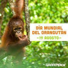 Mildred14712797's tweet photo. #El19DeAgosto se celebra el Día Mundial del #Orangután, creado para crear conciencia del cuidado y protección de los orangutanes de Borneo y de Sumatra, para evitar su extinción. @Miss_Katushka https://t.co/88xvEkdUBp
