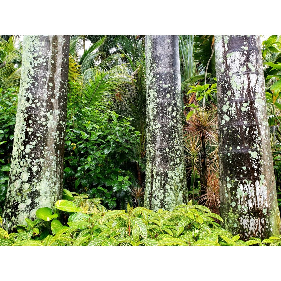 There's a fungus among us and we're lichen it!🌿 Lichen are a mix of fungi &amp; algae. Both absorb water, minerals, &amp; pollutants from the air through rain &amp; dust. They're sensitive to air pollutants, so if you see them, chances are the air quality is pretty good!